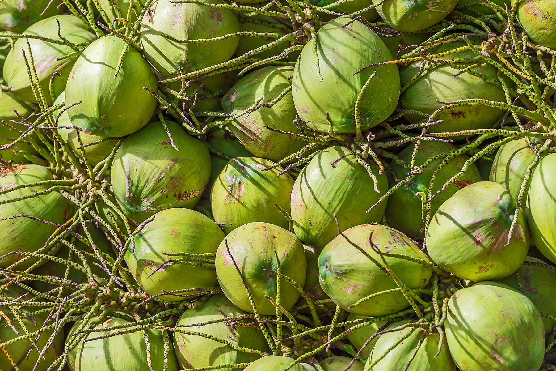 Young Thai Coconut Young Thai Coconut